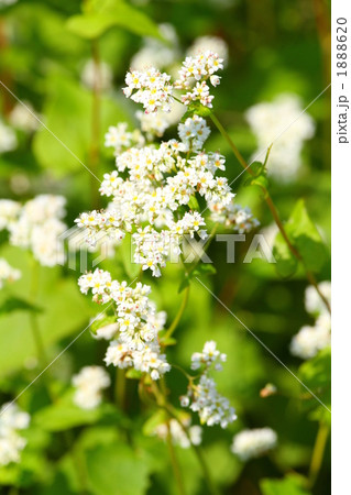 越前そばの花が満開です 越前そばの花が満開です 1888620