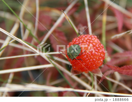 奈良県吉野郡大台ケ原で見つけた野いちご 1888666