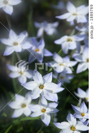 春の花　花ニラ 1889769