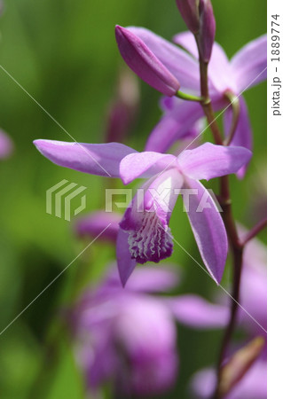 春の花　紫蘭の花 1889774