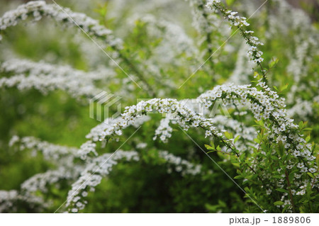 春のイメージ　雪柳の白い花 1889806