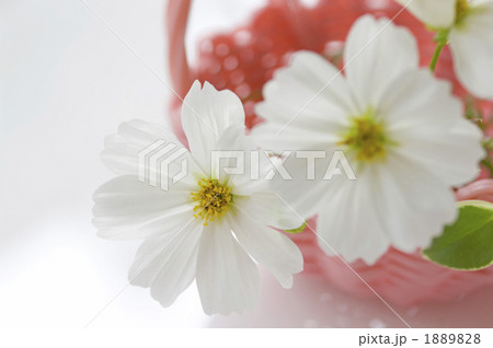コスモスの花かご コスモスの花かご 1889828