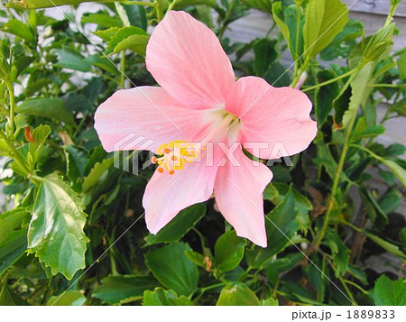 ピンクのハイビスカス 1889833