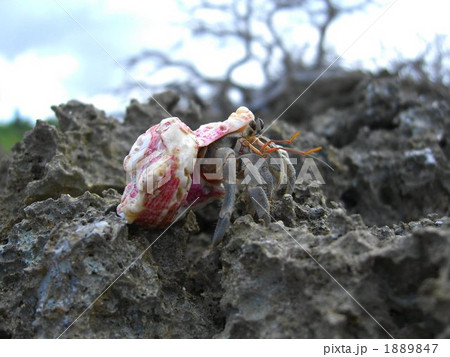 西表島のヤドカリ 西表島のヤドカリ 1889847