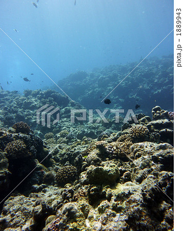 沖縄　慶良間諸島　ダイビング 1889943