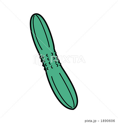 キュウリ 1890606