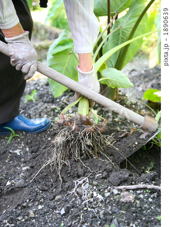 サトイモ堀り サトイモ堀り 1890639