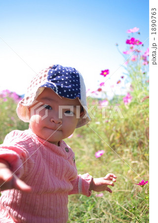 コスモス 1890763