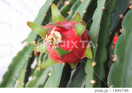 ドラゴンフルーツ横 1890786