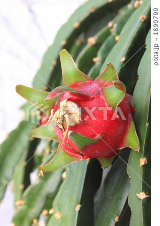 ドラゴンフルーツ縦 1890790