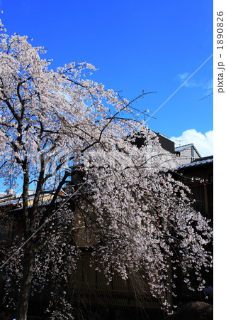 京都・祇園白川の春 1890826