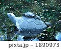 池の亀 1890973