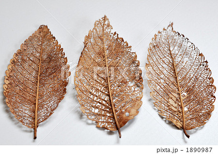 枯れ葉の葉脈模様の写真素材