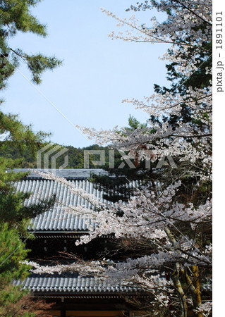 京都　南禅寺の春 1891101