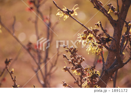 春のおとずれ 1891172