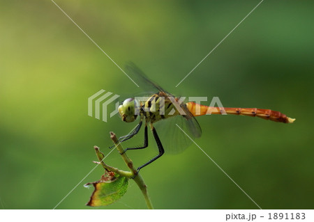 マイコアカネの未成熟オス 1891183
