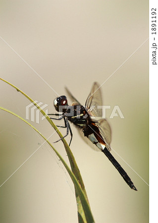 コシアキトンボのオス 1891192