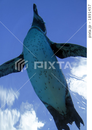 フンボルトペンギン 1891457