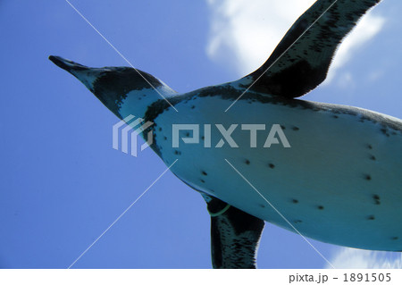 フンボルトペンギン 1891505