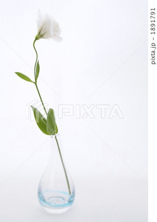 白いトルコキキョウのポートレート 1891791