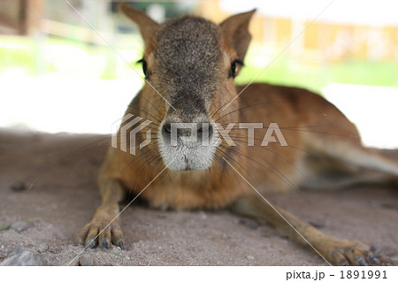 正面マーラ 1891991