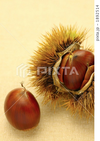 栗の実 1892514