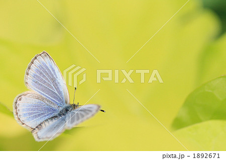 美しいシジミ蝶 1892671