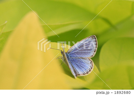 美しいシジミ蝶 1892680