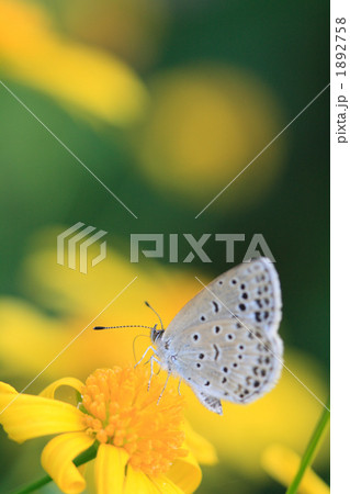 シジミ蝶と黄色のマーガレット シジミ蝶と黄色のマーガレット 1892758