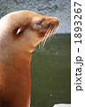 アシカの横顔 1893267