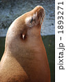 アシカの横顔 1893271