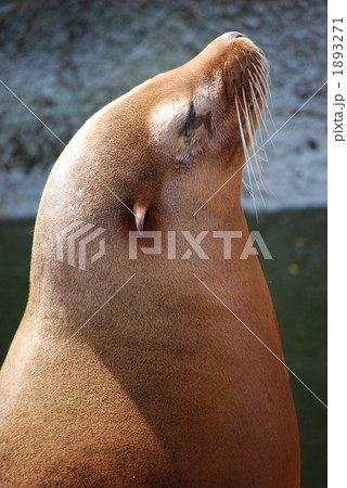 アシカの横顔 1893271