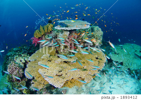 賑やかな水中 賑やかな水中 1893412