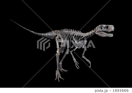 ヘレラサウルスの骨格の写真素材
