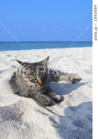 海ねこ1の写真素材