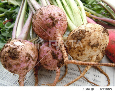 赤と白のこかぶ 赤と白のこかぶ 1894009