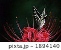 彼岸花とナミアゲハ 1894140