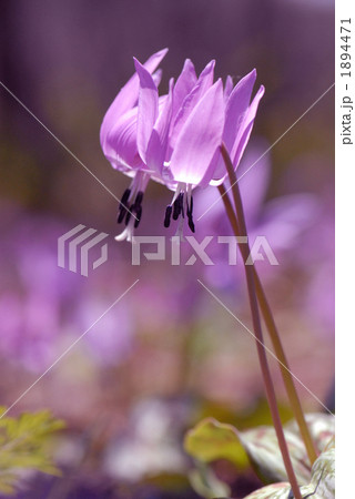 かな良しカタクリ 1894471