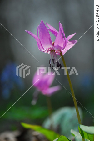 カタクリ咲く早春 カタクリ咲く早春 1894473