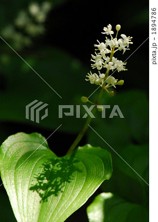まいづるそう舞鶴草木陰花植物鶴の羽原野山林白色北海道舞鶴草2 まいづるそう舞鶴草木陰花植物鶴の羽原野山林白色北海道舞鶴草2 1894786