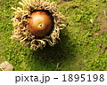 きのみ 1895198