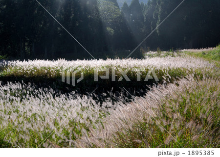 えのころ草 1895385