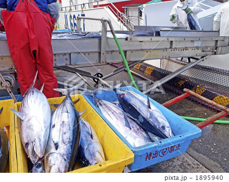 カツオの水揚げ カツオの水揚げ 1895940