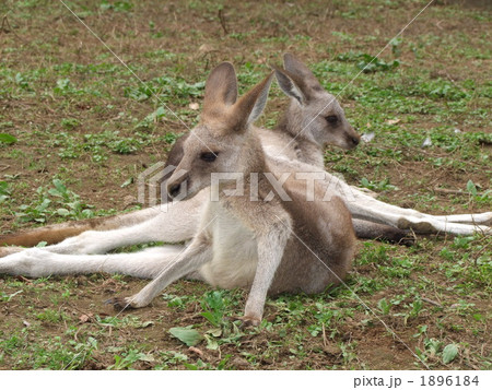 オオカンガルーの親子 1896184