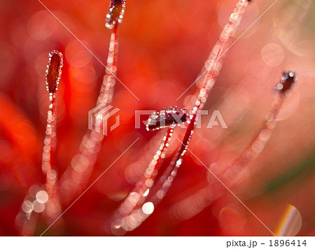 彼岸花の朝露2 1896414