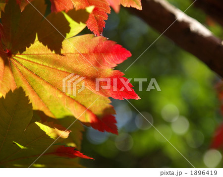 カエデアップ 1896419