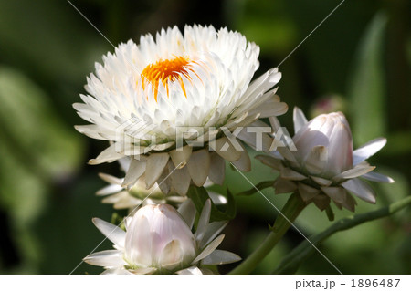 帝王貝細工 1896487