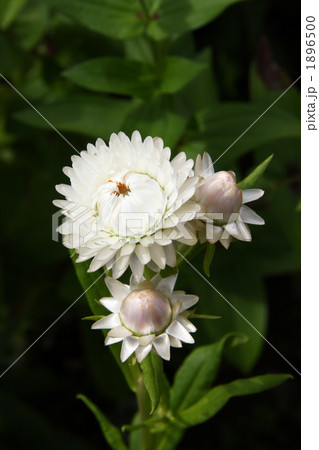 帝王貝細工 1896500