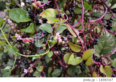 ツルムラサキ 1896507