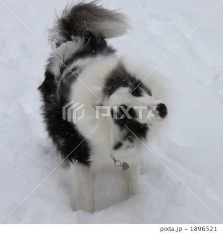 雪遊び 1896521